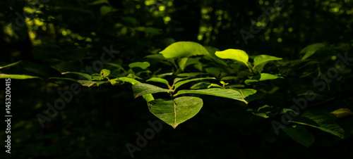 Obraz na płótnie Tip Of Leafy Branch Against Dark Forest w salonie