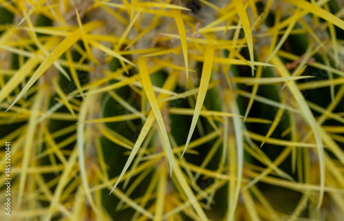 Obraz na płótnie Tips Of Bright Yellow Barrel Cactus Spines w salonie