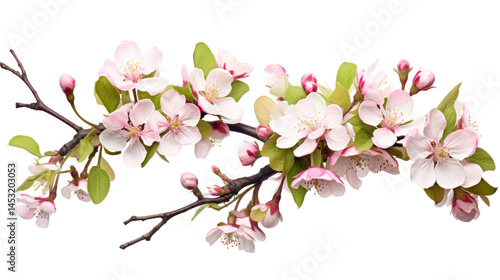 Wallpaper Mural Apple Tree Branch with Pink and White Blooming Flowers Isolated on White Background Torontodigital.ca