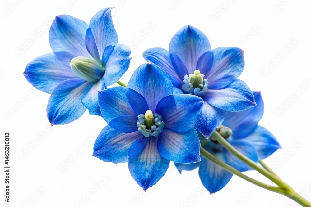 Obraz premium Stunning Blue Delphinium Flower, Isolated White Background - High-Resolution 3D Render