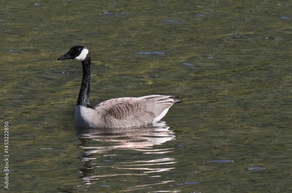 Canadian Goose at Cheam Lake Wetlands Regional Park during a spring season in Rosedale, Fraser Valley, British Columbia, Canada Canadian Goose at Cheam Lake Wetlands Regional Park during a spring season in Rosedale, Fraser Valley, British Columbia, Canada