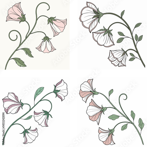 A sweet pea flower icon with delicate, ruffled petals on a climbing 
vine.
