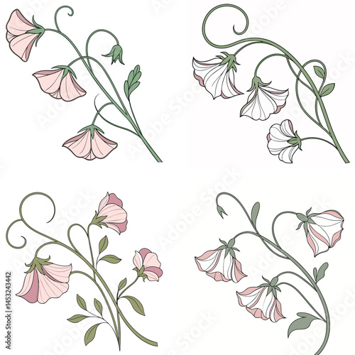 A sweet pea flower icon with delicate, ruffled petals on a climbing 
vine.
