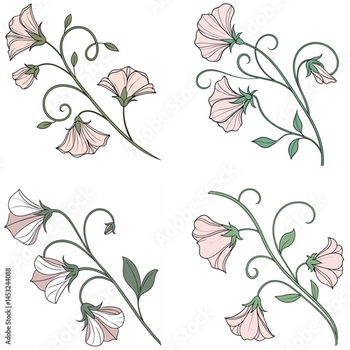 A sweet pea flower icon with delicate, ruffled petals on a climbing 
vine.