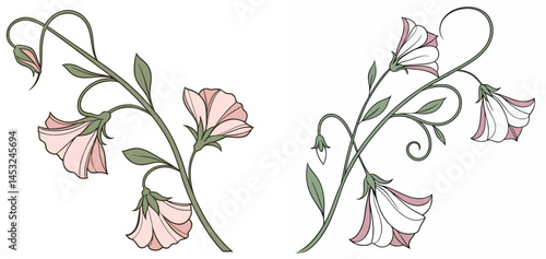 A sweet pea flower icon with delicate, ruffled petals on a climbing 
vine.