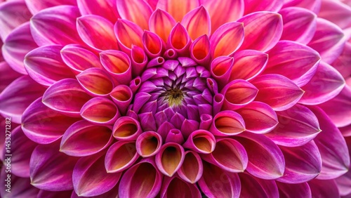 Colorful, lush petals unfolding from the center of a hot pink dahlia bloom, showcasing intricate details and texture, blooms, petal