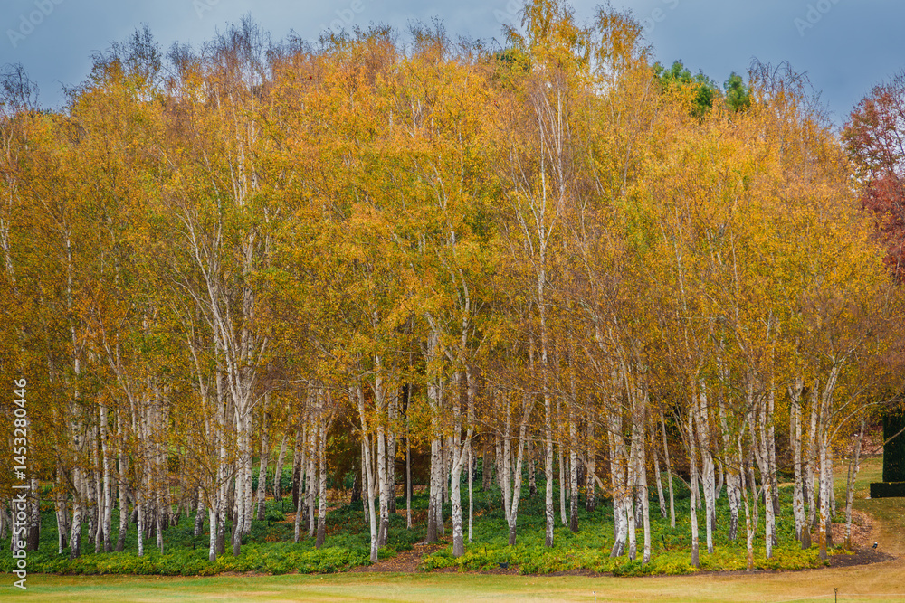 Fototapeta premium Mayfield Garden is a botanical garden located in Oberon, Central Plateau region of New South Wales, Australia. 