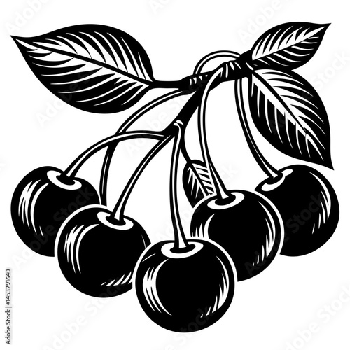 Black Cherry Branch Vector - Vintage-style cherry branch design with leaves, perfect for nature, food, and botanical-themed illustrations