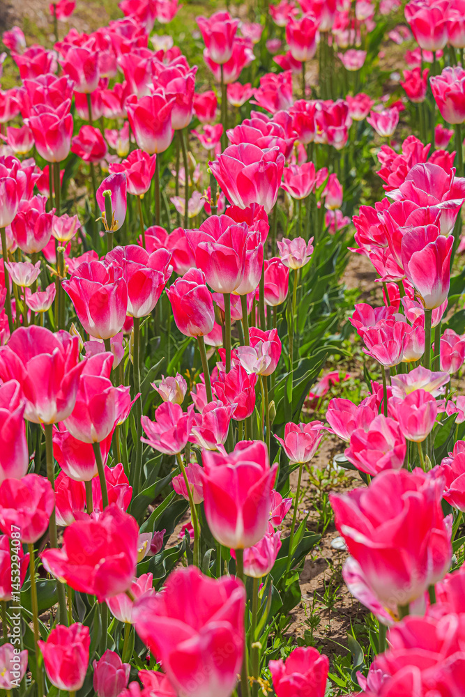 pink and white flowers pink and white flowers