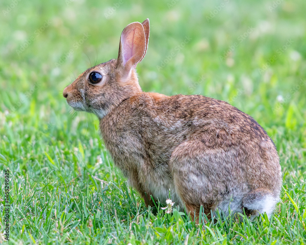 Fototapeta premium Eastern Cottontail Rabbit sitting in the grass