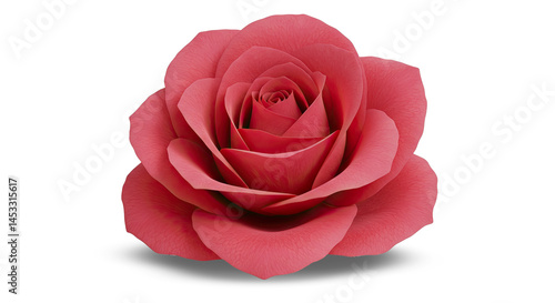 Wallpaper Mural Deep Pink Rose with Curled Petals Torontodigital.ca