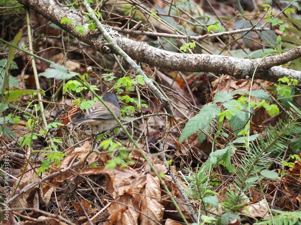 Bird in the Forest