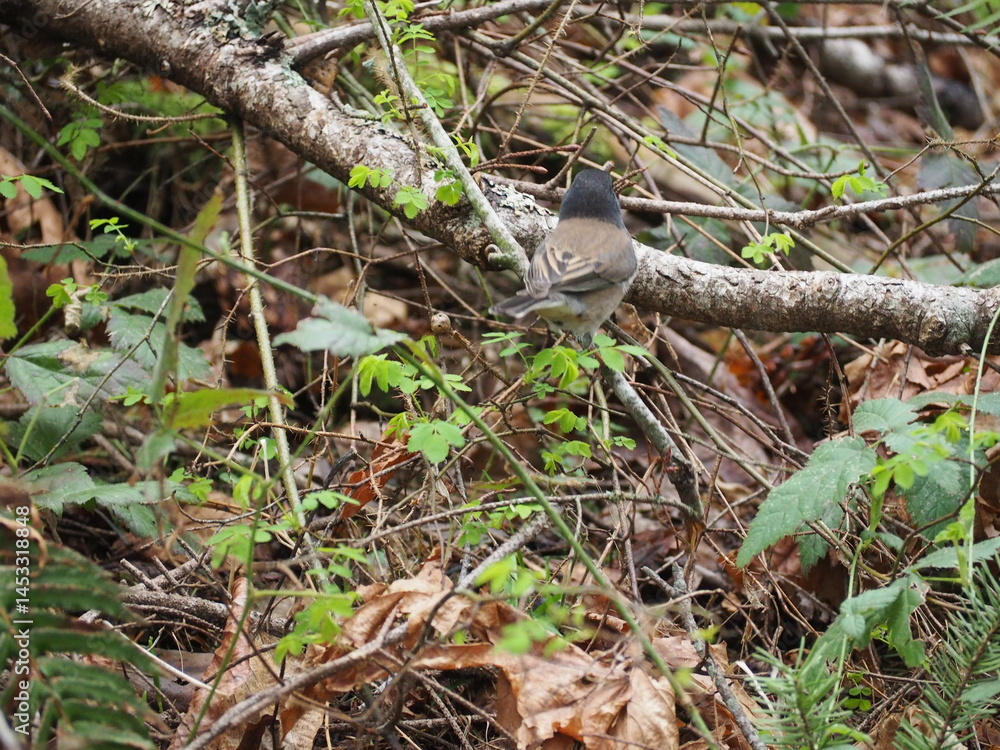 Bird in the Forest