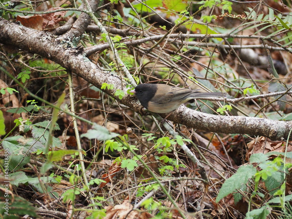 Bird in the Forest