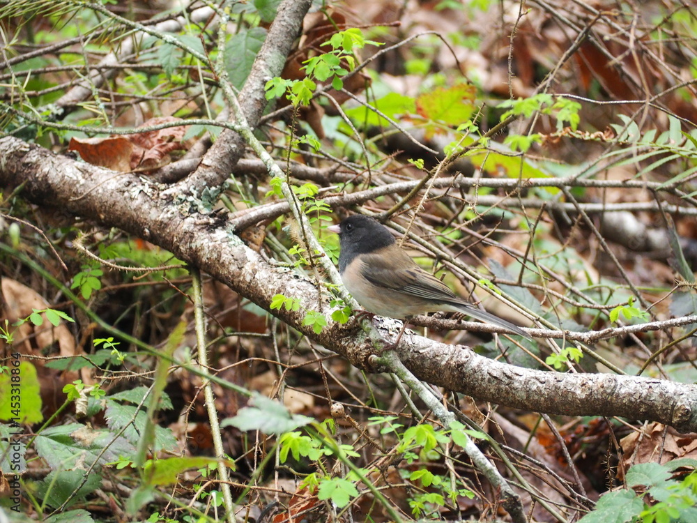 Bird in the Forest