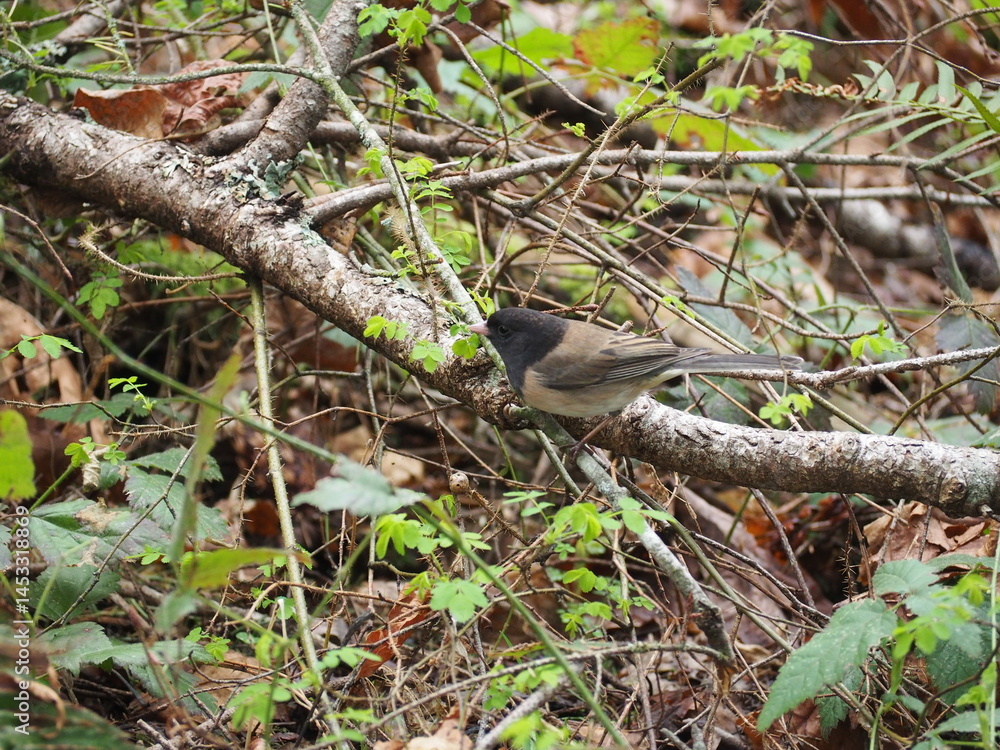 Bird in the Forest