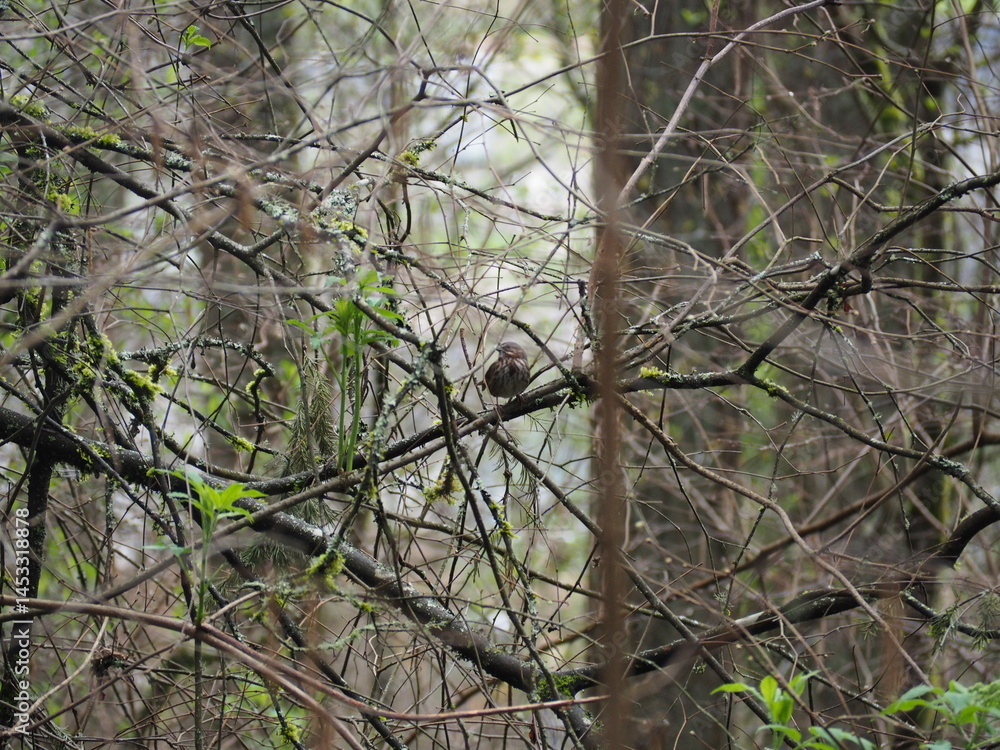 Bird in the Forest