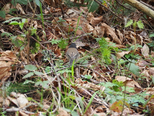 Obraz na płótnie Bird in the Forest w salonie