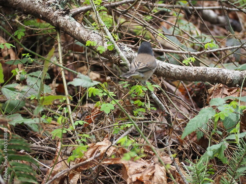 Obraz na płótnie Bird in the Forest w salonie