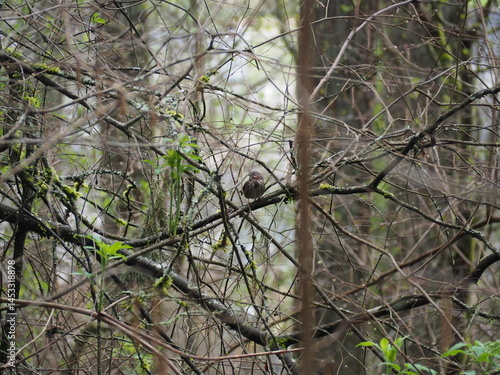 Obraz na płótnie Bird in the Forest w salonie