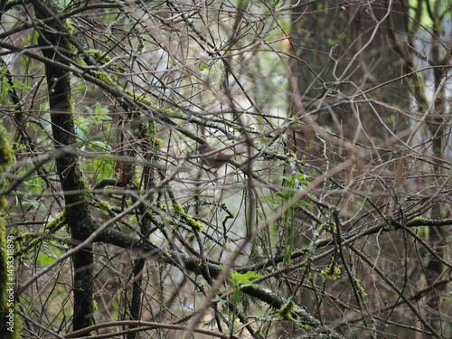 Obraz na płótnie Bird in the Forest w salonie