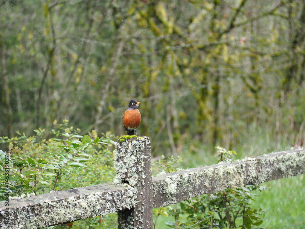 Bird in the Forest