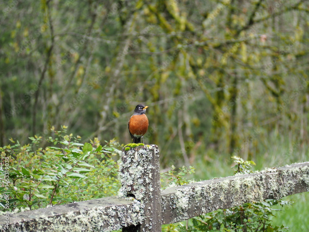 Bird in the Forest