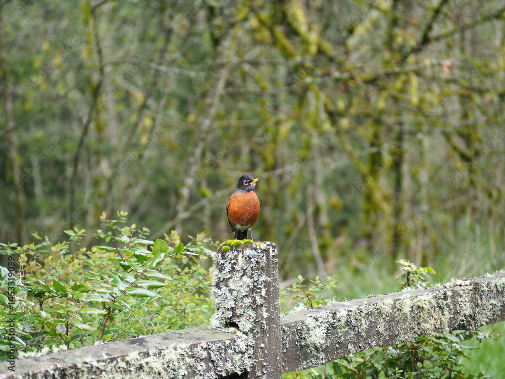 Bird in the Forest