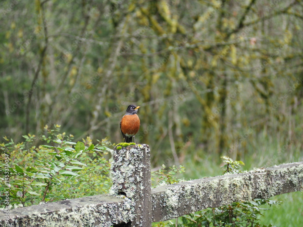Bird in the Forest