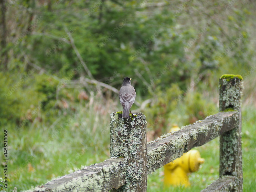 Bird in the Forest