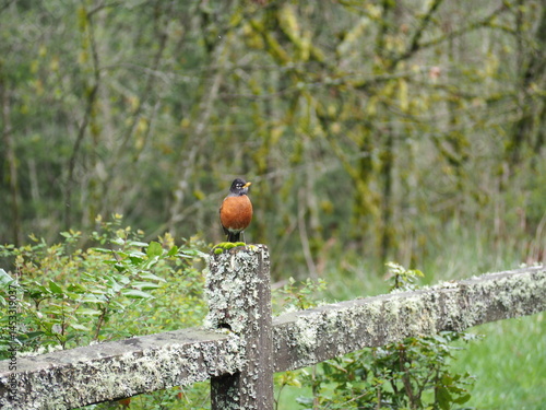 Obraz na płótnie Bird in the Forest w salonie