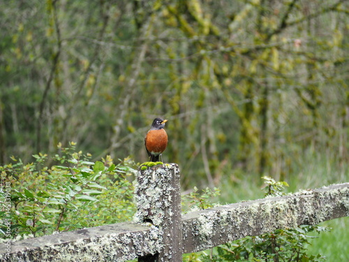 Obraz na płótnie Bird in the Forest w salonie
