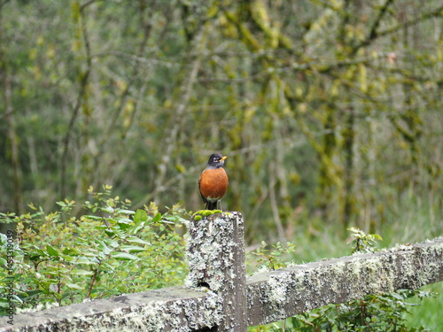 Obraz na płótnie Bird in the Forest w salonie