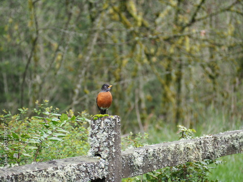 Bird in the Forest