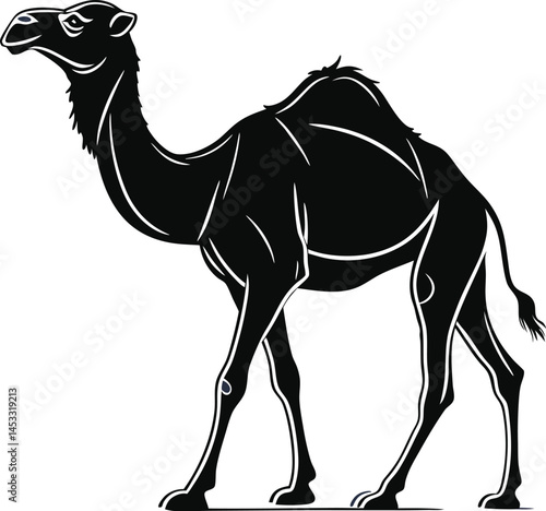 Vector silhouette of camel on a plain white background