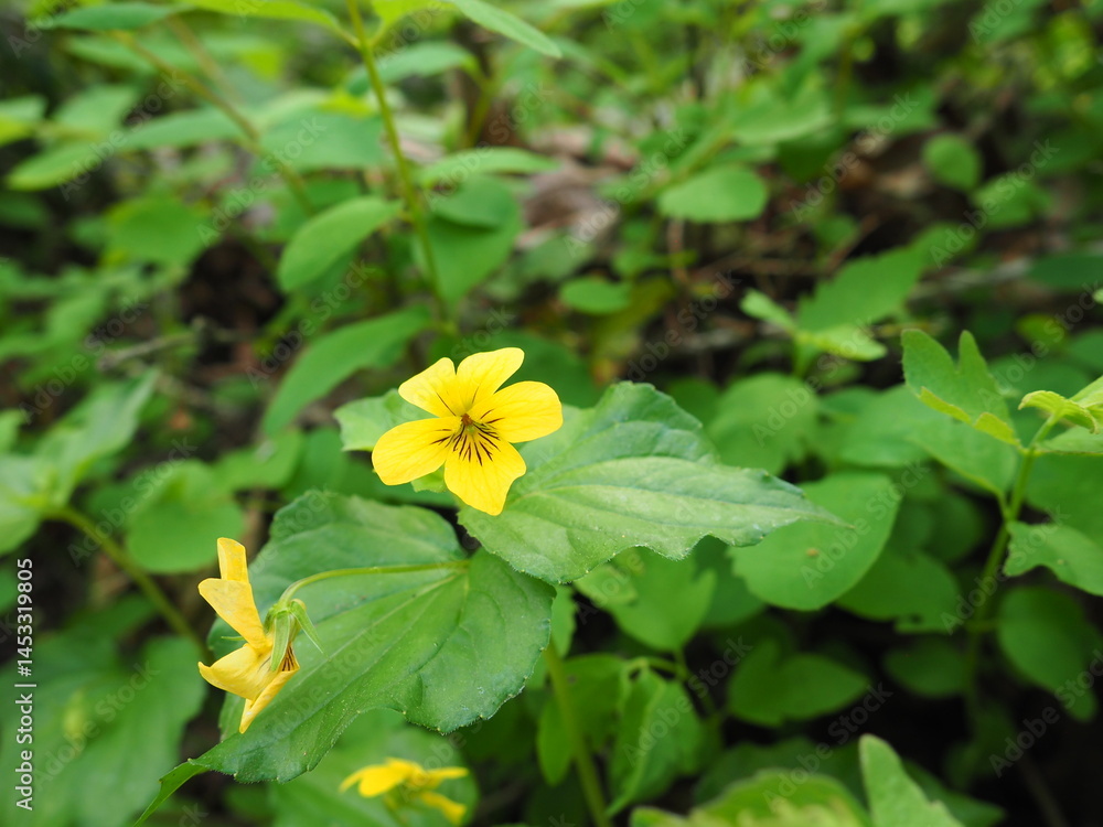 Yellow Flowers in the Forest