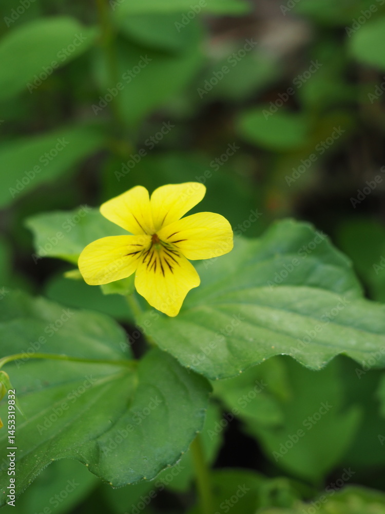 Yellow Flowers in the Forest