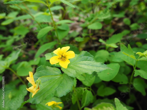 Obraz na płótnie Yellow Flowers in the Forest w salonie