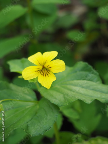 Obraz na płótnie Yellow Flowers in the Forest w salonie