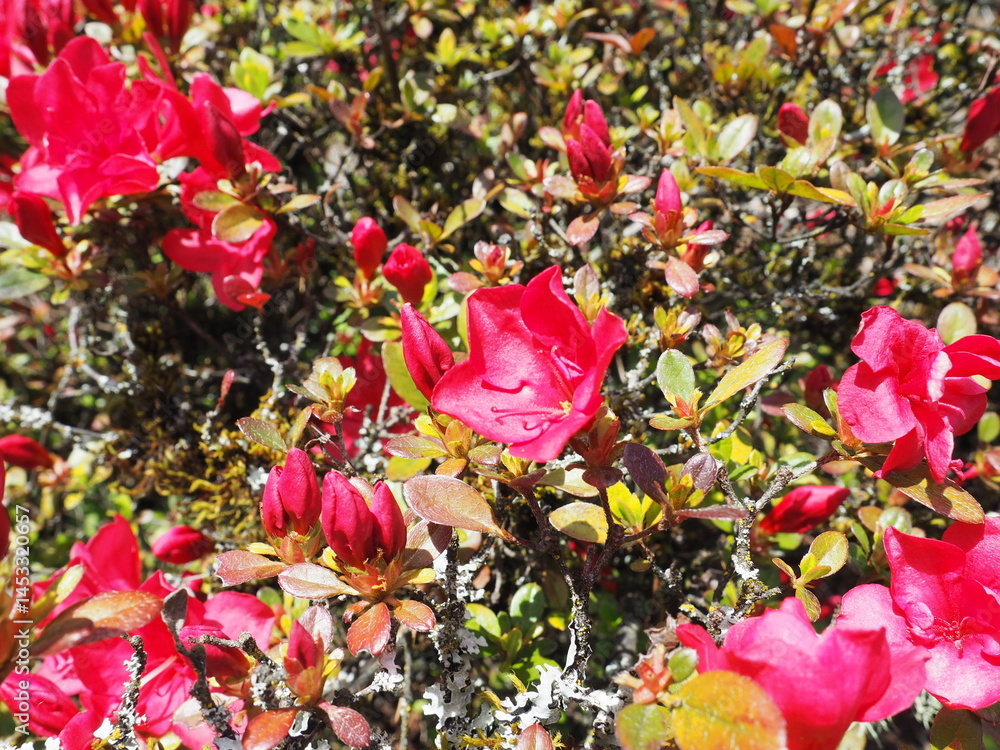 Spring Blossom