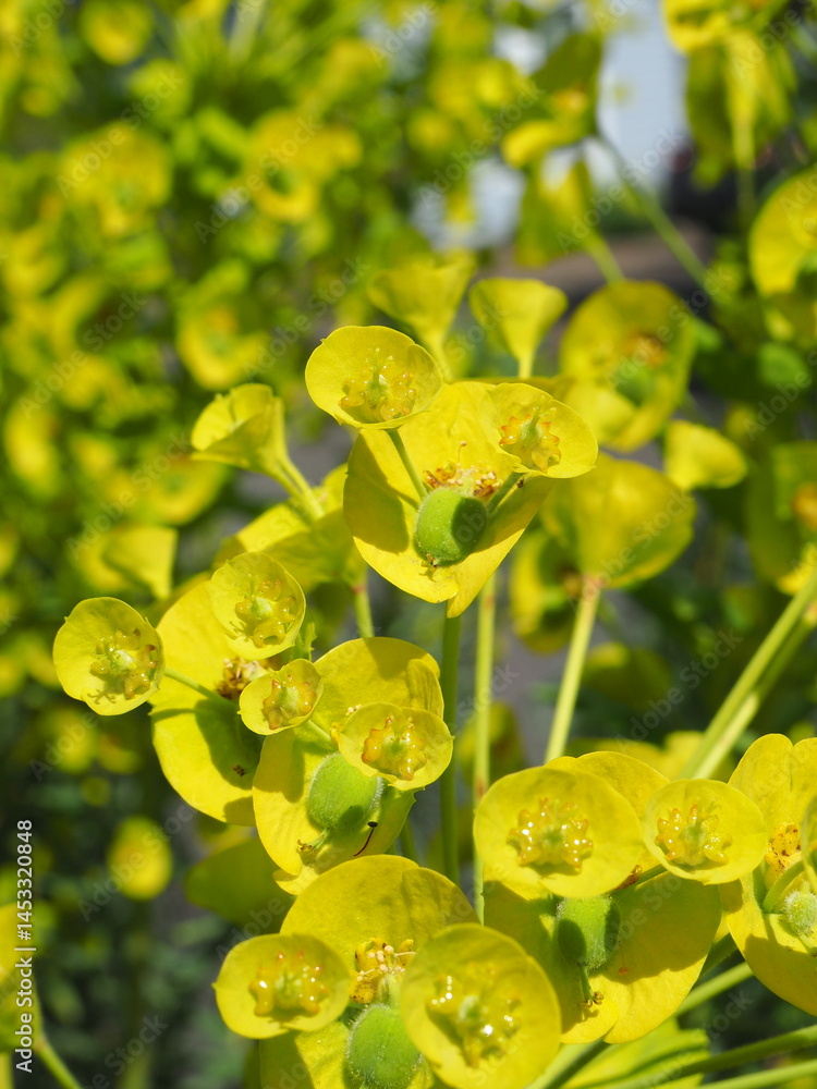 Yellow Flowers in the Forest