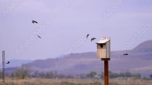 Swallows flying around a nesting box in slow motion at Bear River migratory bird refuge in Utah.