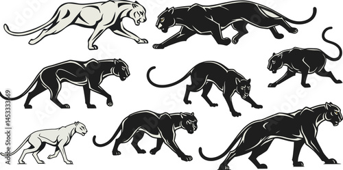 Panther silhouette vector set with black and white walking and stalking positions illustration 
