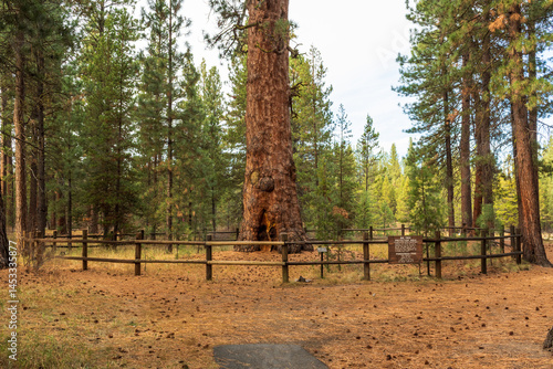 The world's largest ponderosa pine, dubbed 