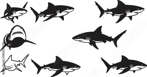 Great white sharks swimming in different poses black and white vector illustration for marine life designs 