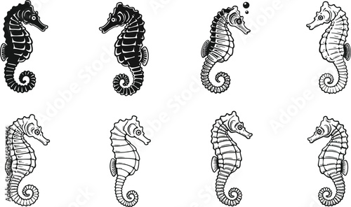 Seahorse detailed black and white vector illustrations showing various angles and styles of seahorse designs 