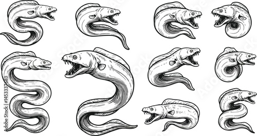 Moray eel various poses detailed sketch style marine animal illustration for educational use 