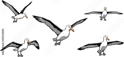 Albatross bird head vector set in various angles with detailed feathers and beak illustration 