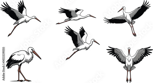 Stork birds flying and standing black white vector illustration with detailed wings and beak design 