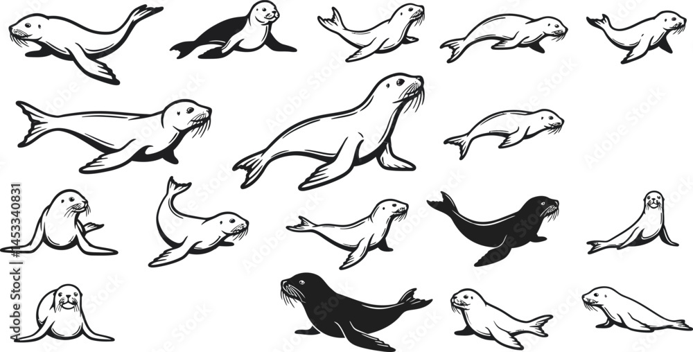 Hand-drawn seals in various poses sketch style marine animals illustration collection vector art Hand-drawn seals in various poses sketch style marine animals illustration collection vector art